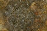 Polished Petrified Wood (Araucaria) Round - Madagascar #355349-1
